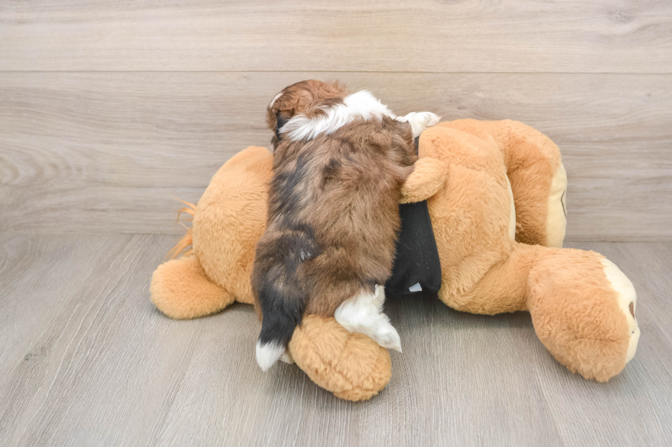 Best Shih Tzu Baby