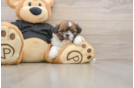 Funny Shih Tzu Purebred Pup