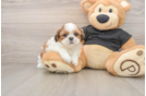 Small Shih Tzu Baby