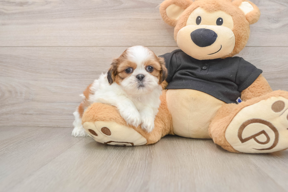 Small Shih Tzu Baby