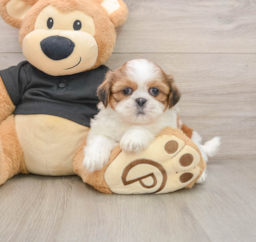 5 week old Shih Tzu Puppy For Sale - Seaside Pups