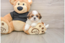 Sweet Shitzu Purebred Puppy
