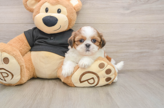 Sweet Shitzu Purebred Puppy