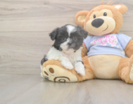 5 week old Shih Tzu Puppy For Sale - Seaside Pups