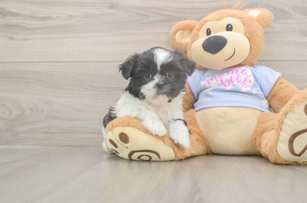 5 week old Shih Tzu Puppy For Sale - Seaside Pups