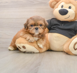 5 week old Shih Tzu Puppy For Sale - Seaside Pups