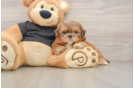 Happy Shitzu Purebred Puppy