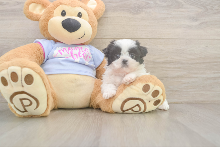 Shih Tzu Pup Being Cute