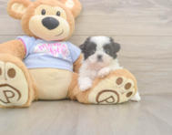5 week old Shih Tzu Puppy For Sale - Seaside Pups
