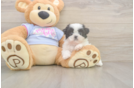 Shih Tzu Pup Being Cute