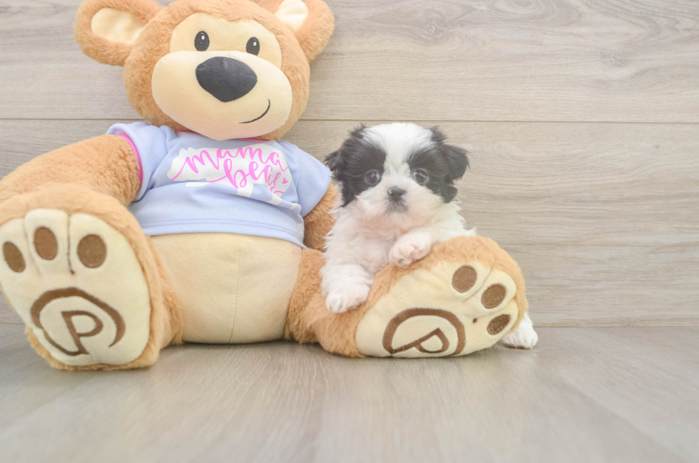5 week old Shih Tzu Puppy For Sale - Seaside Pups