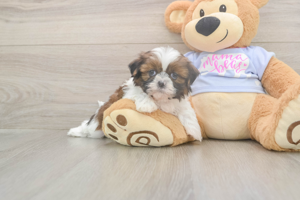 Shih Tzu Pup Being Cute