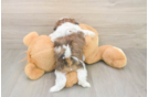 Best Shih Tzu Baby