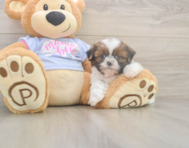 5 week old Shih Tzu Puppy For Sale - Seaside Pups