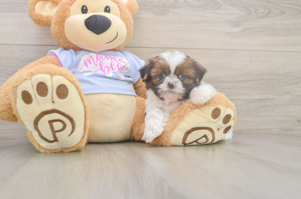 5 week old Shih Tzu Puppy For Sale - Seaside Pups