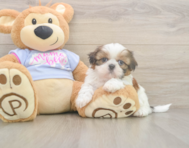 5 week old Shih Tzu Puppy For Sale - Seaside Pups