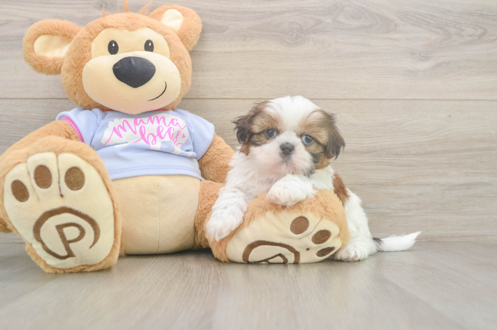 5 week old Shih Tzu Puppy For Sale - Seaside Pups