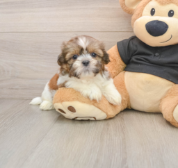 5 week old Shih Tzu Puppy For Sale - Seaside Pups