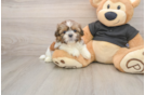 Akc Registered Shih Tzu Baby