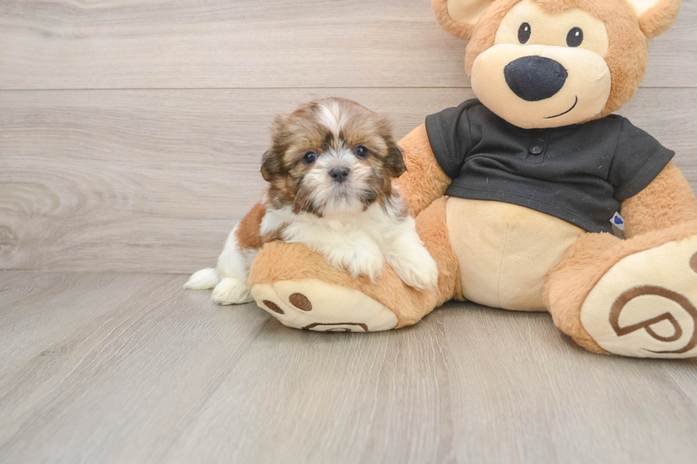 Akc Registered Shih Tzu Baby