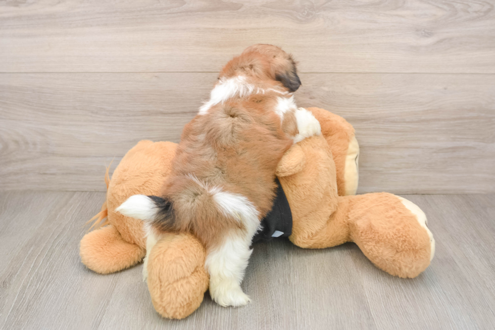 Shih Tzu Pup Being Cute