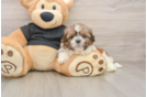 Shih Tzu Pup Being Cute