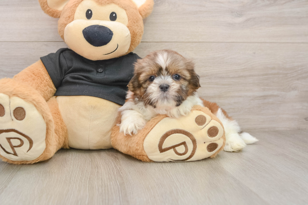 Shih Tzu Pup Being Cute