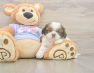 6 week old Shih Tzu Puppy For Sale - Seaside Pups