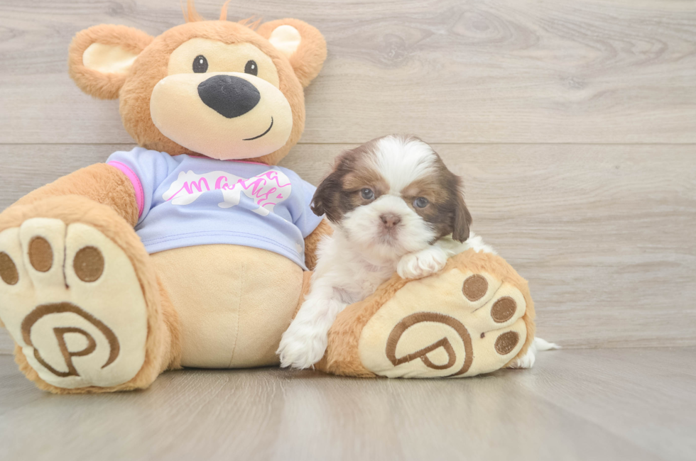 5 week old Shih Tzu Puppy For Sale - Seaside Pups