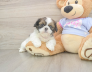 5 week old Shih Tzu Puppy For Sale - Seaside Pups