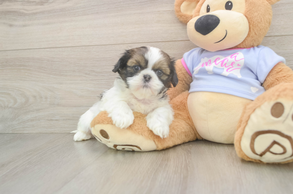 5 week old Shih Tzu Puppy For Sale - Seaside Pups