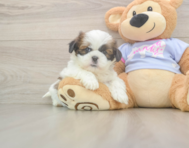 5 week old Shih Tzu Puppy For Sale - Seaside Pups