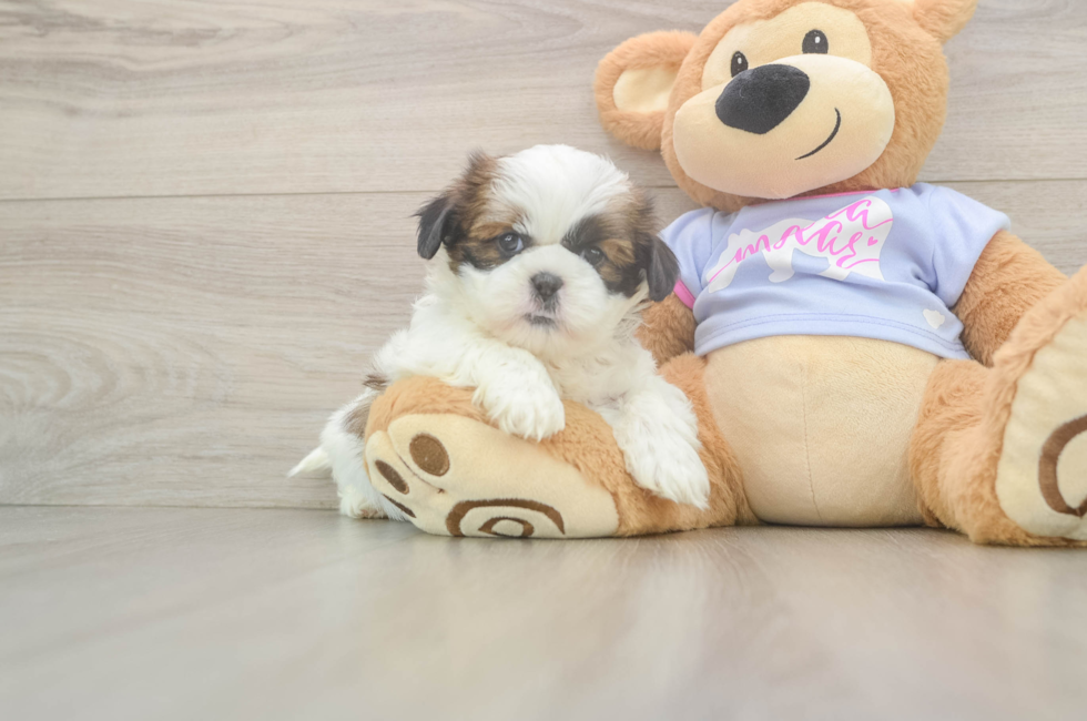 5 week old Shih Tzu Puppy For Sale - Seaside Pups