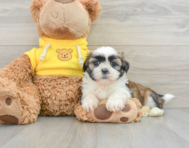 6 week old Shih Tzu Puppy For Sale - Seaside Pups