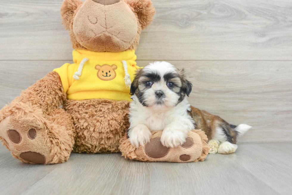 Friendly Shih Tzu Baby