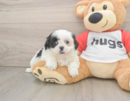 5 week old Shih Tzu Puppy For Sale - Seaside Pups
