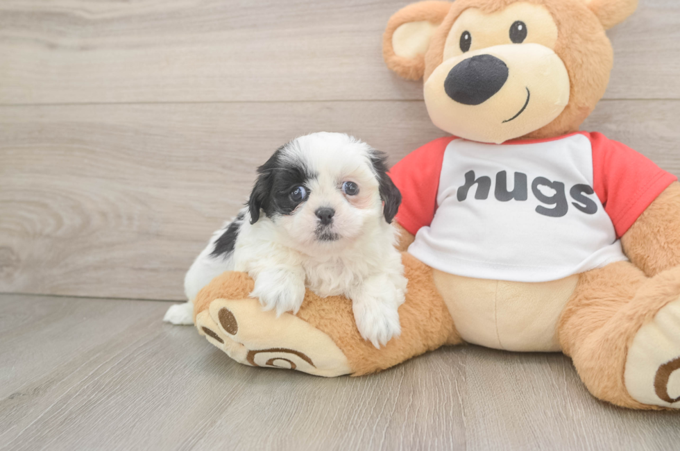 5 week old Shih Tzu Puppy For Sale - Seaside Pups