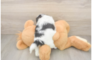 Shih Tzu Puppy for Adoption