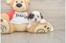 Funny Shih Tzu Baby