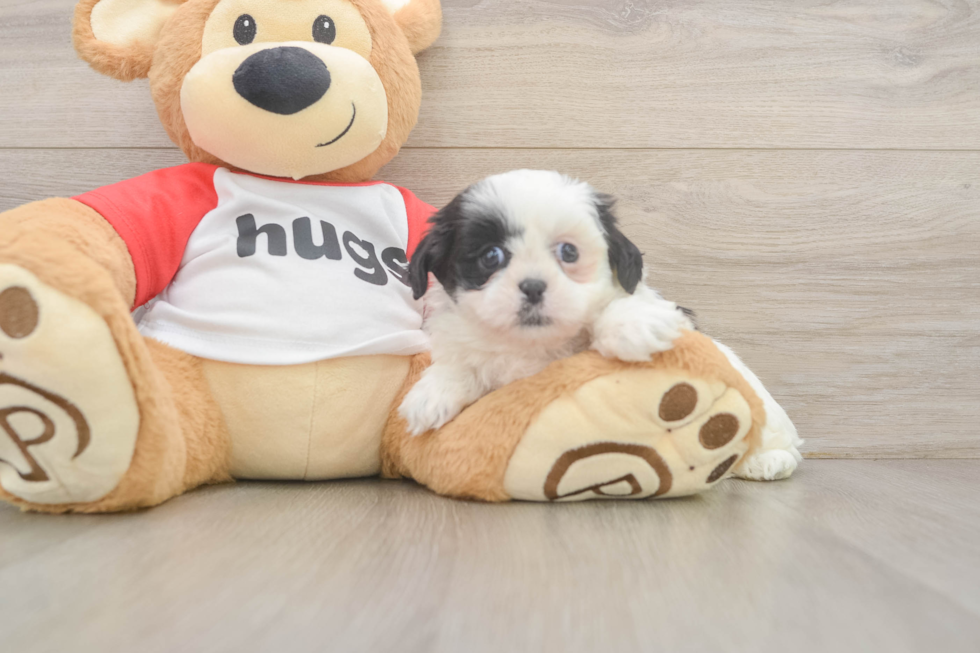 Funny Shih Tzu Baby