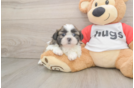 Best Shih Tzu Baby