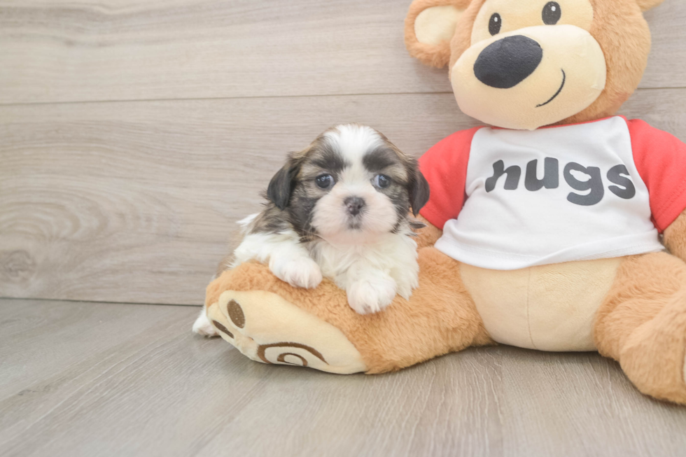 Best Shih Tzu Baby