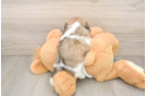 Best Shih Tzu Baby