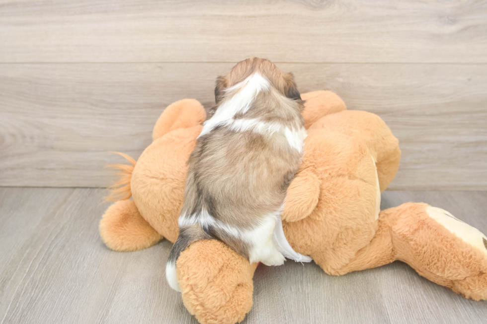 Best Shih Tzu Baby