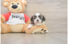 Best Shih Tzu Baby