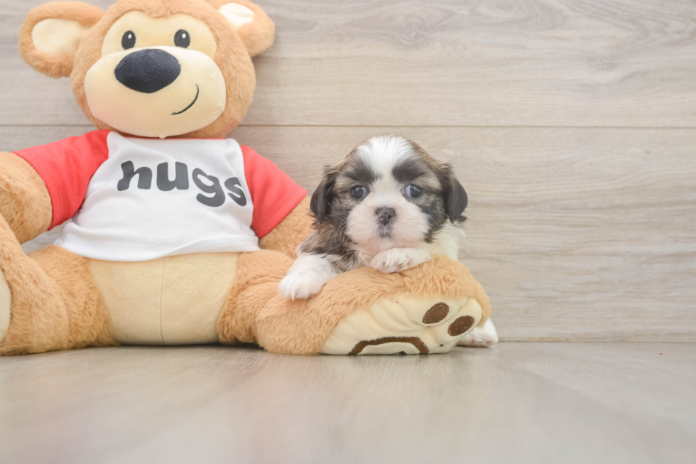 Best Shih Tzu Baby
