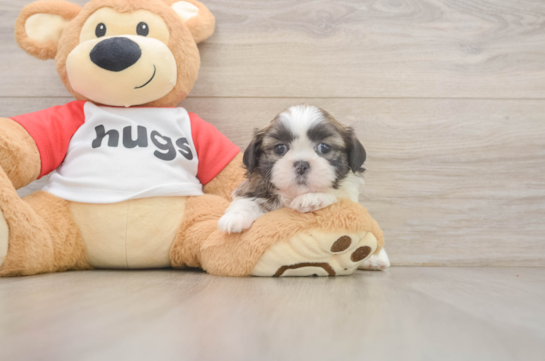 Best Shih Tzu Baby