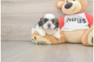 Little Shih Tzu Purebred Pup