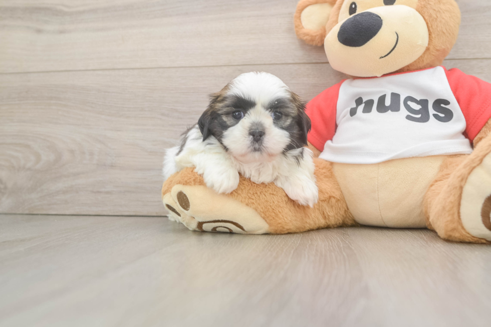 Little Shih Tzu Purebred Pup