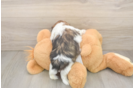 Best Shih Tzu Baby